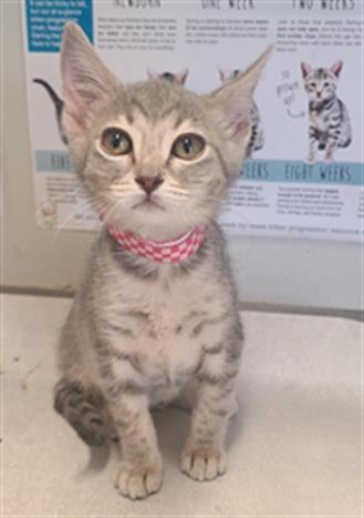 Shelter Stray Female Cat last seen Near BLOCK VISTA WEST, 4710 TX-151, San Antonio, TX 78227, USA