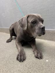 Shelter Stray Female Dog last seen N MOJAVE RD & E WASHINGTON AVE, 655 N Mojave Rd, Las Vegas, NV 89101, USA