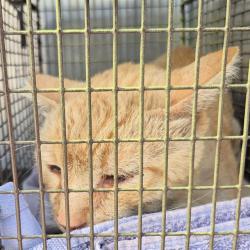 Shelter Stray Male Cat last seen ARCHWOOD DR, 4710 TX-151, San Antonio, TX 78227, USA