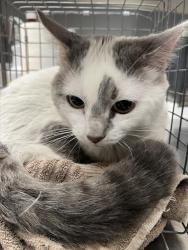 Shelter Stray Male Cat last seen Near BLOCK N DECATUR, 655 N Mojave Rd, Las Vegas, NV 89101, USA