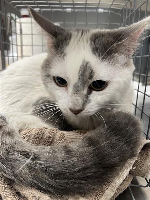 Shelter Stray Male Cat last seen Near BLOCK N DECATUR, 655 N Mojave Rd, Las Vegas, NV 89101, USA