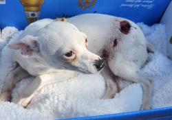 Shelter Stray Female Dog last seen Near BLOCK HUMBOLDT, 4710 TX-151, San Antonio, TX 78227, USA