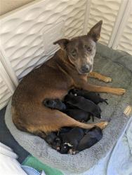 Shelter Stray Female Dog last seen ELK GROVE FLORIN RD / SOUTHSIDE AVE, 9150 Union Park Way, Elk Grove, CA 95624, USA