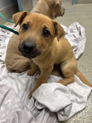 Shelter Stray Male Dog last seen NELLIS AND BONANZA, 655 N Mojave Rd, Las Vegas, NV 89101, USA