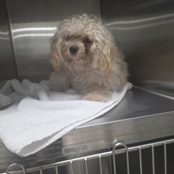 Shelter Stray Female Dog last seen BRUCEVILLE RD / BIG HORN BLVD, 9150 Union Park Way, Elk Grove, CA 95624, USA