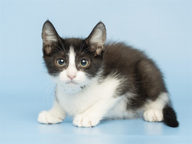 Shelter Stray Male Cat last seen Near BLOCK S 36TH AVE, 5501 E Van Buren St, Phoenix, AZ 85008, USA