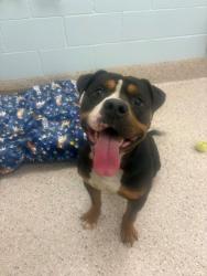 Shelter Stray Male Dog last seen W 66TH AVE AND ALAN DR, 12155 Park Blvd, Brighton, CO 80601, USA