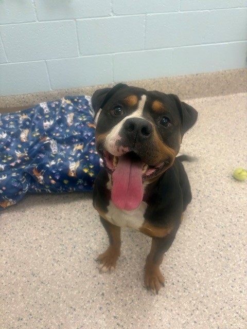 Shelter Stray Male Dog last seen W 66TH AVE AND ALAN DR, 12155 Park Blvd, Brighton, CO 80601, USA