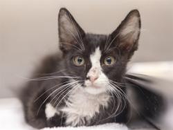 Shelter Stray Male Cat last seen DUNLAP AND THE I-17, 5501 E Van Buren St, Phoenix, AZ 85008, USA