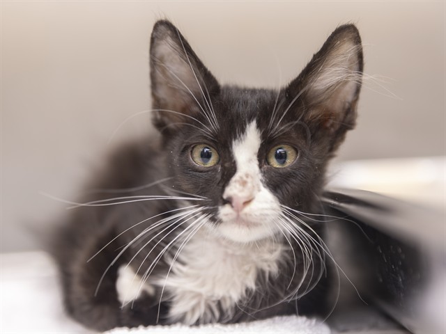 Shelter Stray Male Cat last seen DUNLAP AND THE I-17, 5501 E Van Buren St, Phoenix, AZ 85008, USA