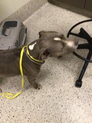 Shelter Stray Female Dog last seen E LONG PEAK ST AND YAMPA WAY, 12155 Park Blvd, Brighton, CO 80601, USA