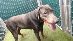 Shelter Stray Male Dog last seen , 11258 Garfield Ave, Downey, CA 90242, USA