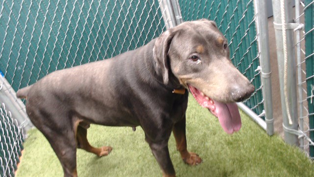 Shelter Stray Male Dog last seen , 11258 Garfield Ave, Downey, CA 90242, USA