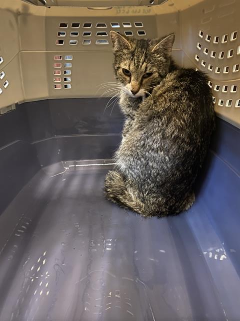 Shelter Stray Female Cat last seen Near BLOCK S MERIDIAN CIR, 4522 W 3500 S, West Valley City, UT 84120, USA