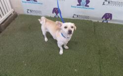 Shelter Stray Male Dog last seen , 2769 Conroy Rd, Orlando, FL 32839, USA