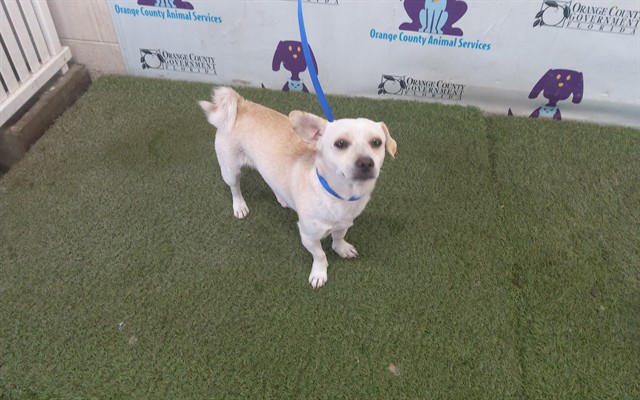 Shelter Stray Male Dog last seen , 2769 Conroy Rd, Orlando, FL 32839, USA
