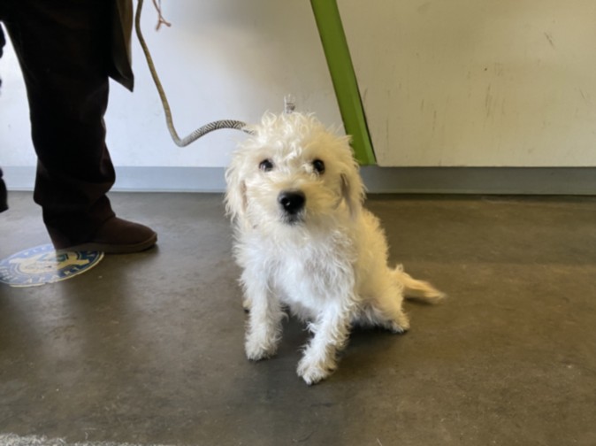 Shelter Stray Female Dog last seen , 1850 W 60th St, Los Angeles, CA 90047, USA