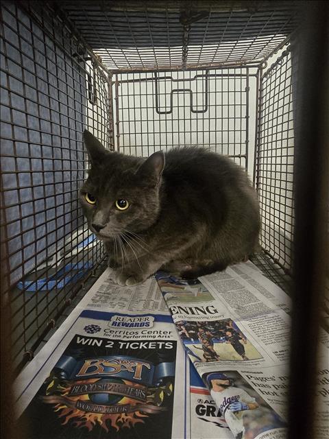 Shelter Stray Male Cat last seen , 1850 W 60th St, Los Angeles, CA 90047, USA