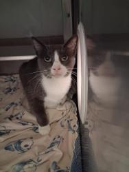 Shelter Stray Male Cat last seen Near BLOCK K ST, 130 Beyer Way, Chula Vista, CA 91911, USA