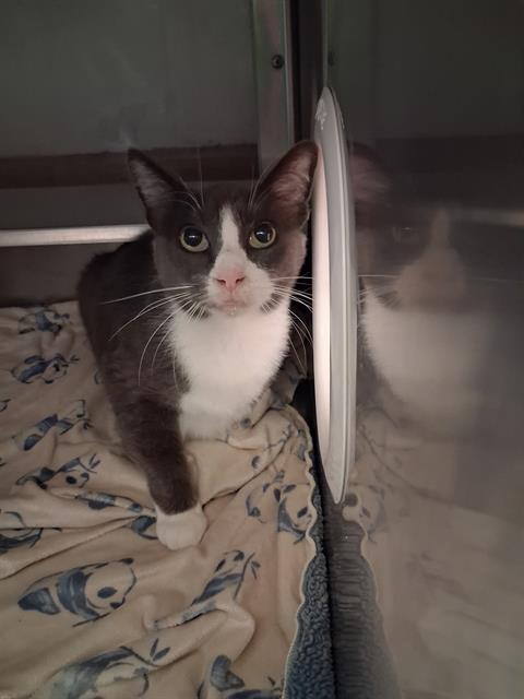 Shelter Stray Male Cat last seen Near BLOCK K ST, 130 Beyer Way, Chula Vista, CA 91911, USA