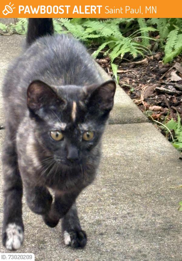 Found/Stray Unknown Cat last seen Charles and dunlap, Saint Paul, MN 55104