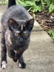 Found/Stray Unknown Cat last seen Charles and dunlap, Saint Paul, MN 55104