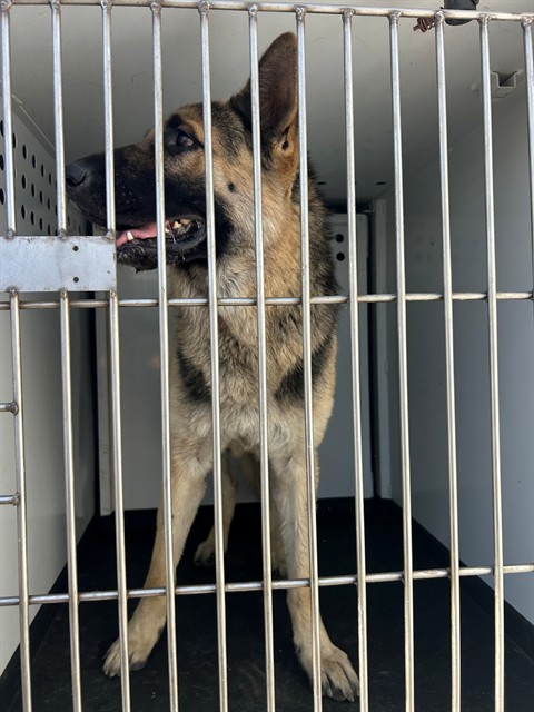 Shelter Stray Male Dog last seen 18TH ST / L ST, BAKERSFIELD, CA, 201 S Mt Vernon Ave, Bakersfield, CA 93307, USA
