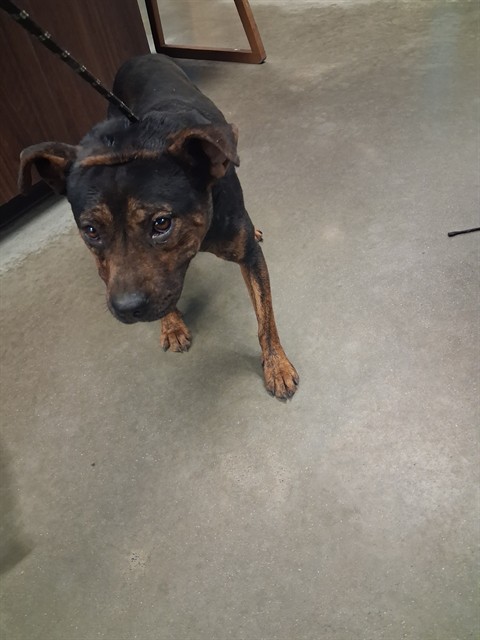 Shelter Stray Female Dog last seen ABANDONED AT SHELTER, 201 S Mt Vernon Ave, Bakersfield, CA 93307, USA