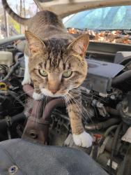 Reunited Male Cat last seen Reams Road Elementary, North Chesterfield, VA 23236