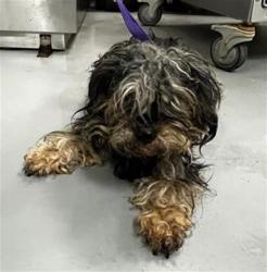 Shelter Stray Male Dog last seen Near BLOCK MAYBERRY AVE, HEMET, CA, San Jacinto, CA 92582, USA