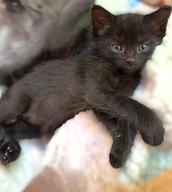 Shelter Stray Female Cat last seen NORTHGATE BLVD & SAN JUAN RD, 2127 Front St, Sacramento, CA 95818, USA