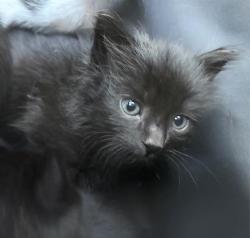 Shelter Stray Male Cat last seen NORTHGATE BLVD & SAN JUAN RD, 2127 Front St, Sacramento, CA 95818, USA
