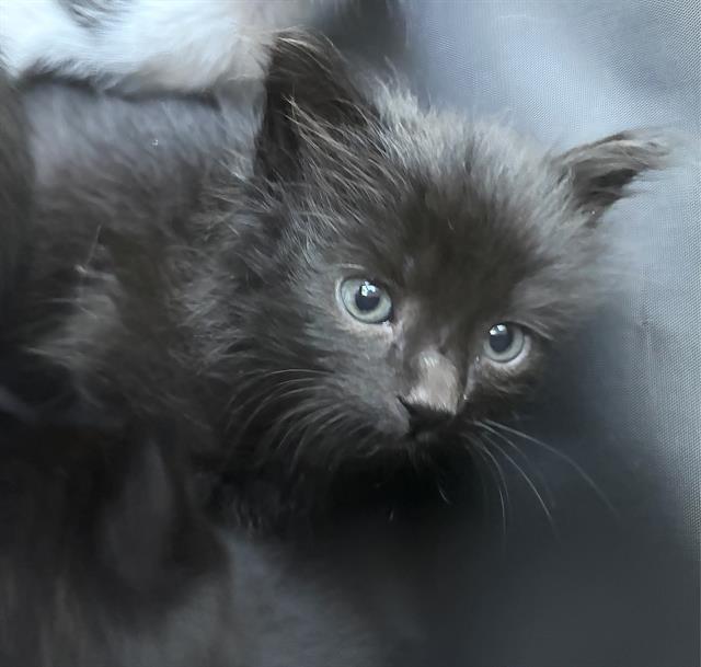 Shelter Stray Male Cat last seen NORTHGATE BLVD & SAN JUAN RD, 2127 Front St, Sacramento, CA 95818, USA