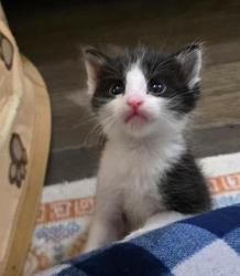 Shelter Stray Male Cat last seen NORTHGATE BLVD & SAN JUAN RD, 2127 Front St, Sacramento, CA 95818, USA
