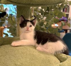 Shelter Stray Female Cat last seen NORTHGATE BLVD & SAN JUAN RD, 2127 Front St, Sacramento, CA 95818, USA