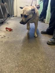 Shelter Stray Female Dog last seen NORTHVIEW DR & GARDEN HWY, 2127 Front St, Sacramento, CA 95818, USA