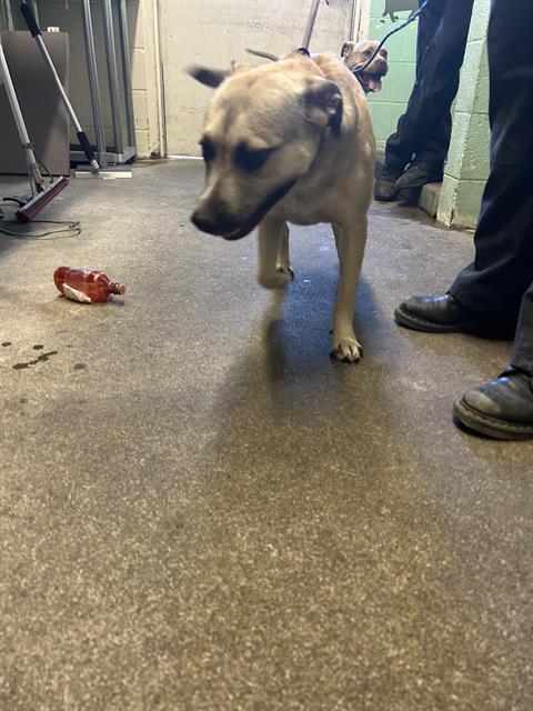Shelter Stray Female Dog last seen NORTHVIEW DR & GARDEN HWY, 2127 Front St, Sacramento, CA 95818, USA