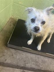 Shelter Stray Male Dog last seen NORTHVIEW DR & GARDEN HWY, 2127 Front St, Sacramento, CA 95818, USA