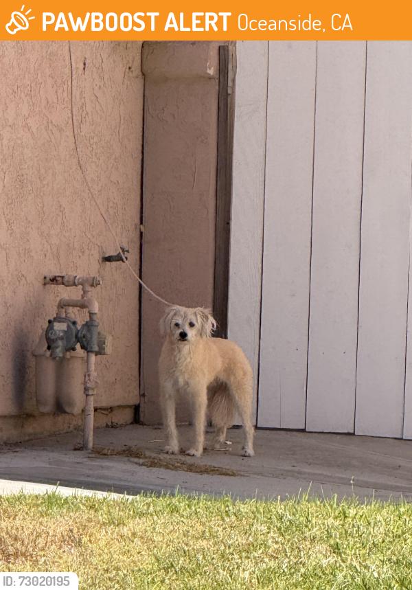 Found/Stray Male Dog last seen San Helena , Oceanside, CA 92056