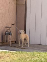 Found/Stray Male Dog last seen San Helena, Oceanside, CA 92056