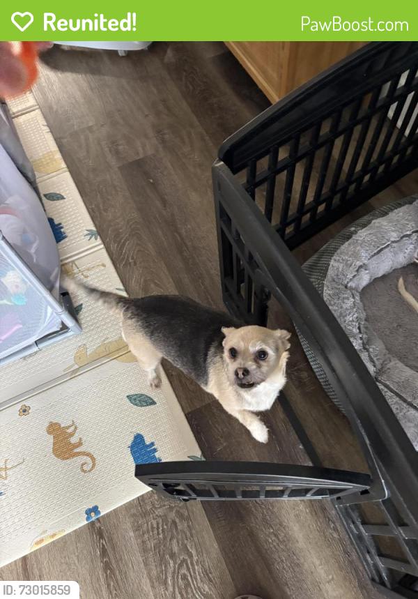 Reunited Female Dog last seen Tree tops park, Davie, FL 33328