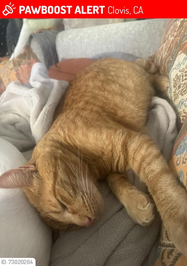 Lost Male Cat last seen Shaw and Leonard, Clovis, CA 93619