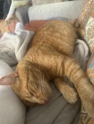 Lost Male Cat last seen Shaw and Leonard, Clovis, CA 93619