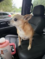 Found/Stray Female Dog last seen 3rd street , Shalimar, FL 32579