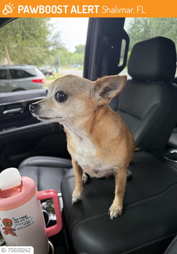 Found/Stray Female Dog last seen 3rd street , Shalimar, FL 32579