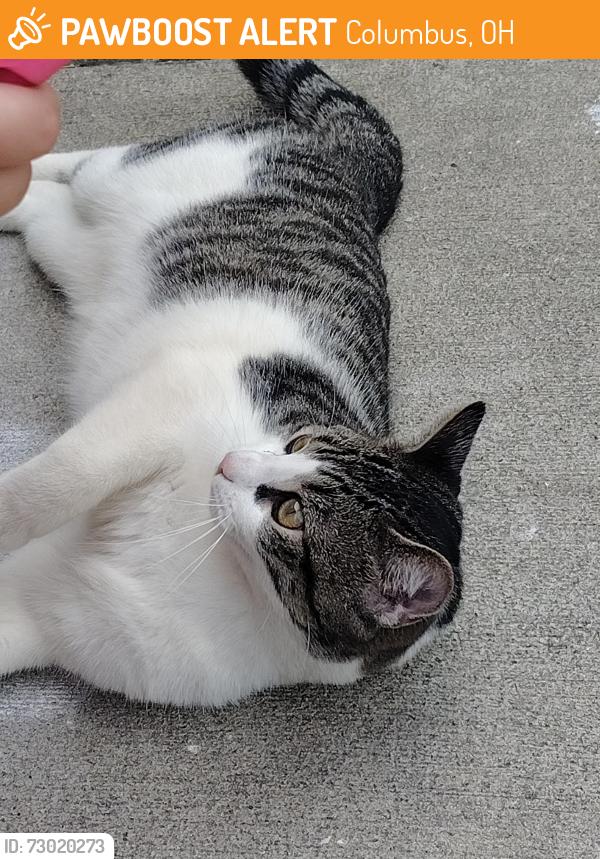 Found/Stray Male Cat last seen Franshire south apmts, Columbus, OH 43228
