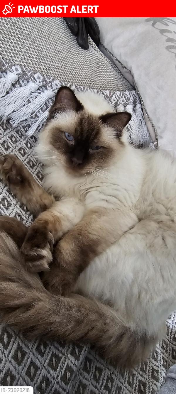 Lost Male Cat last seen Jean Road, Brislington, Brislington, England BS4 4JT