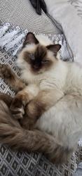 Lost Male Cat last seen Jean Road, Brislington, Brislington, England BS4 4JT
