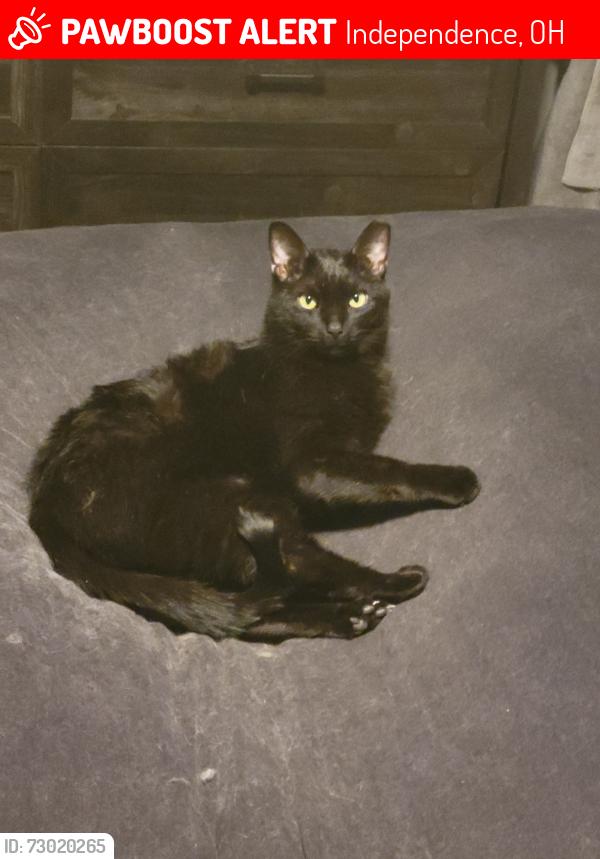 Lost Male Cat last seen North Renwood, Independence, OH 44131