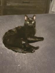 Lost Male Cat last seen North Renwood, Independence, OH 44131